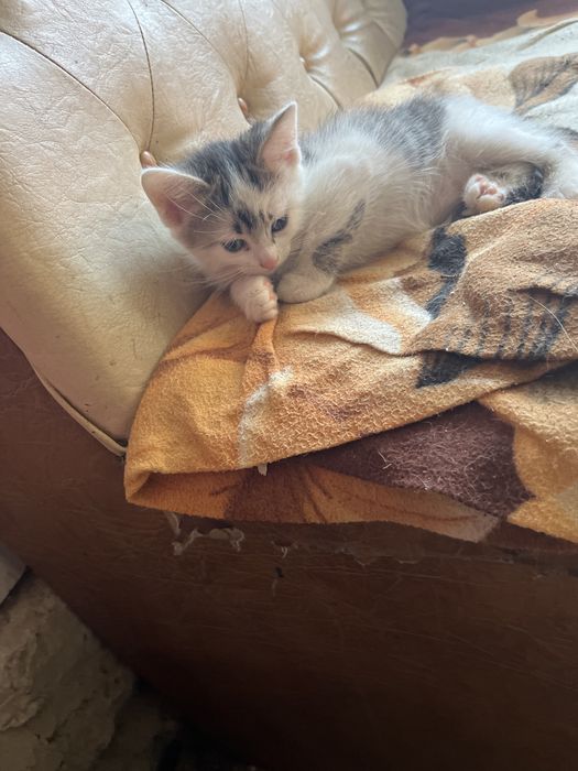 кіт, котята, в  добрі руки.