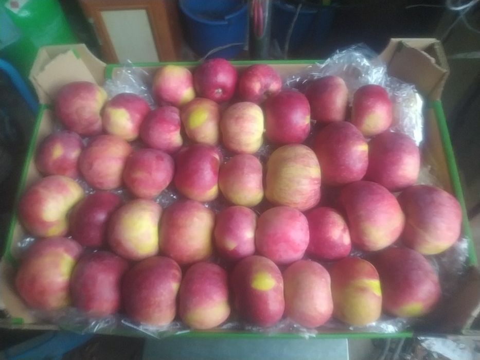 Promocja!!!Sprzedam jabłko alwa