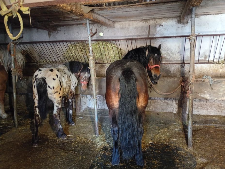 Witam sprzedam klacz