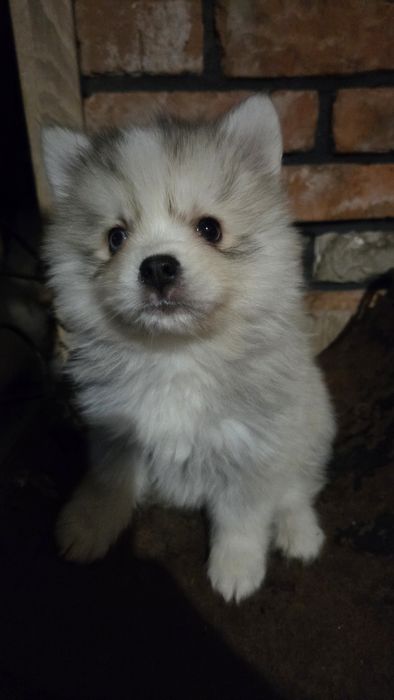 Pomsky( mini husky) F3 szczenięta