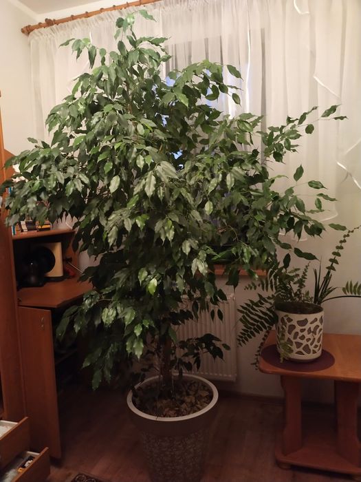 Figowiec Benjamina. Benjamin