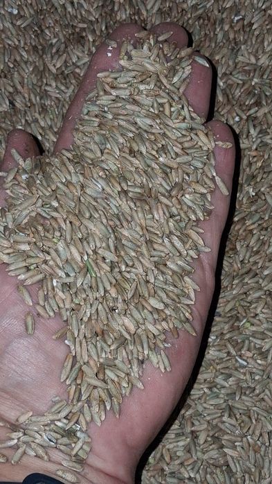 Sprzedam żyto do siewu