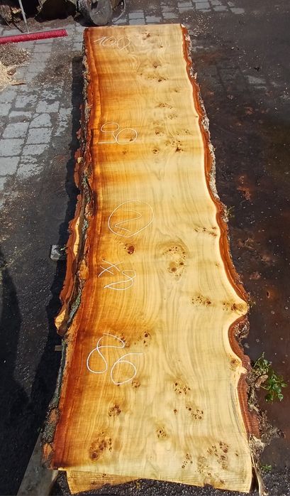 Foszty topola Długość 390 cm na stół monolit