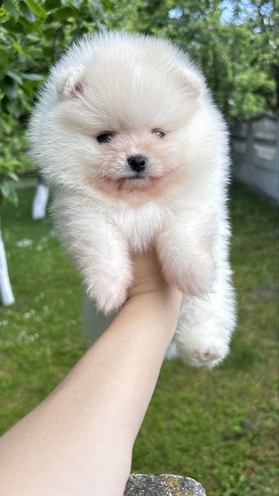 Крутезний хлопчик шпіца