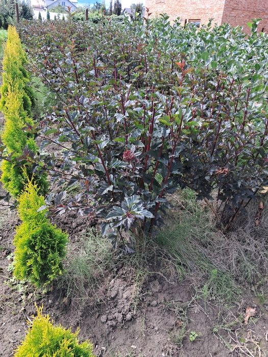 Пухироплідник калинолистий Ред Барон