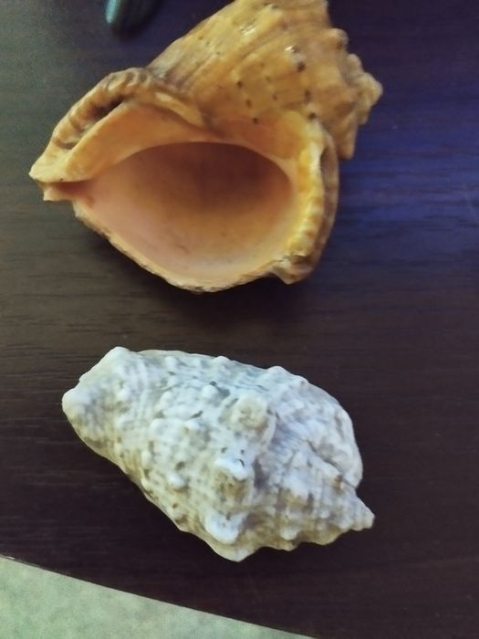 Ракушки для аквариума.