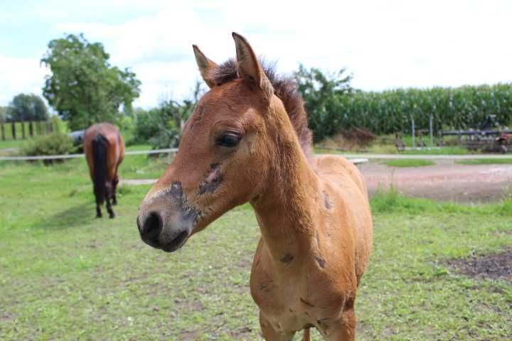 Źrebaki huculskie na sprzedaż