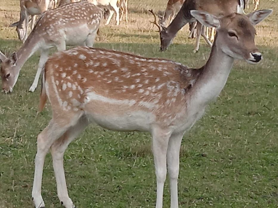 Daniele łanie, szpicaki