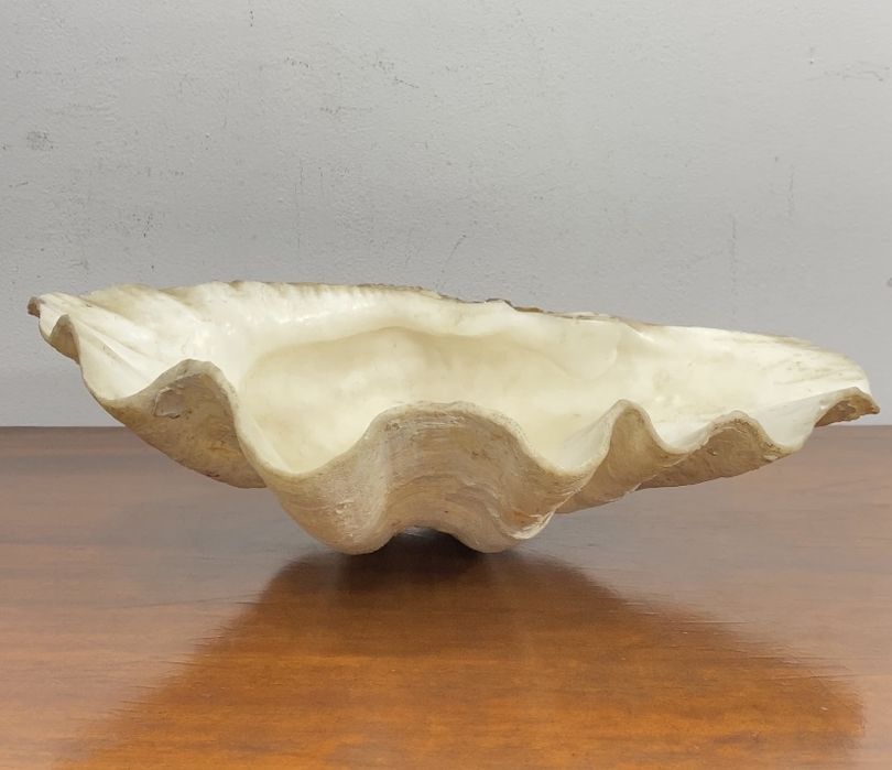 Concha  gigante (Tridacna gigas).