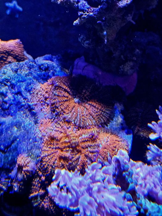 Pack de 5 corais faceis