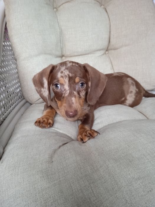 Jamnik krótkowłosy