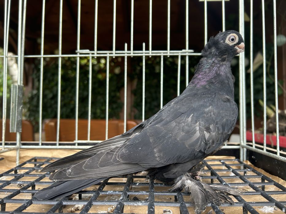 Gołębie ozdobne. Wywrotek mazurski samiczka 2025r.