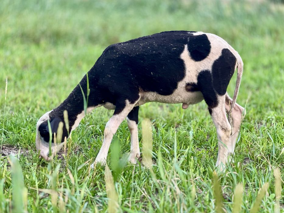 Owce tryki do rozrodu Fryz Texel Białogłowa