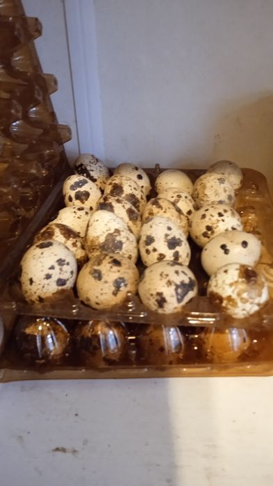 Яйця перепилині .