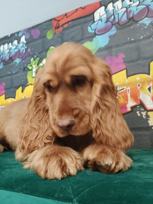 Cocker Spaniel Angielski -suczka Gotowa  do odbioru