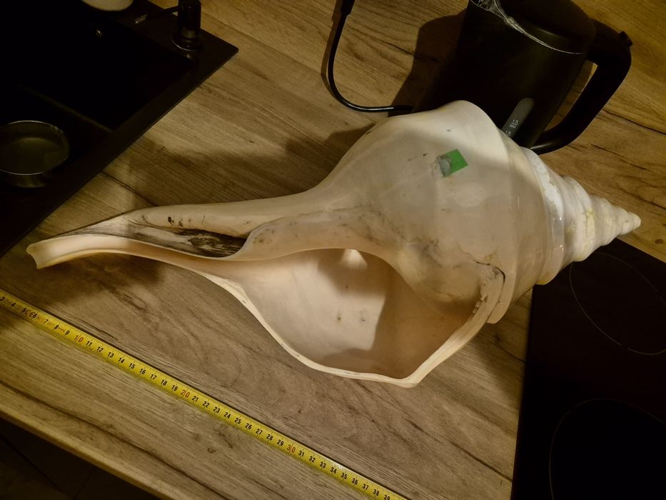 Gigantyczna Muszla Syrinks Auranus 54-55cm .