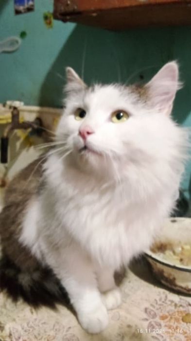 Кастрированный Пуш 1,5 г с ЗБД