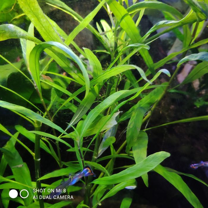 roślina akwariowa nadwódka