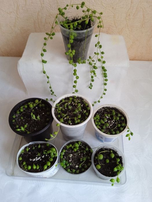 Хрестовик Роулі, Сенеціо Роулі, Senecio rowleyanus