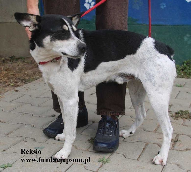 Reksio, przyjaciel człowieka