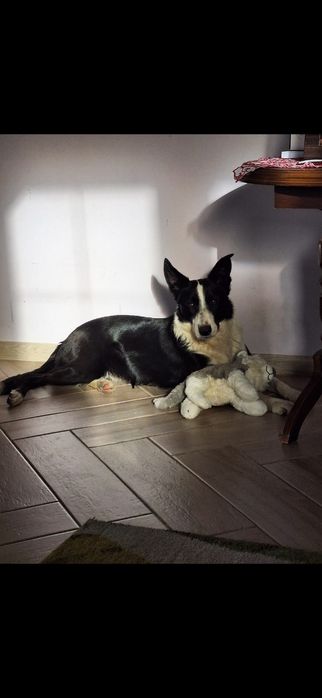 Szczeniak  border collie