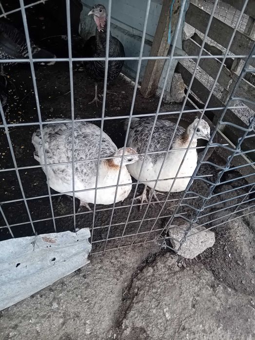 2 fêmeas de pavões