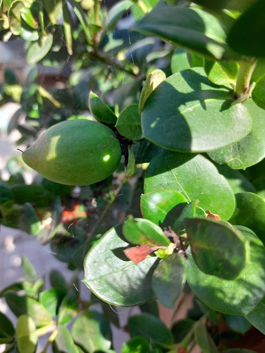 Carissa macrocarpa, cacto.