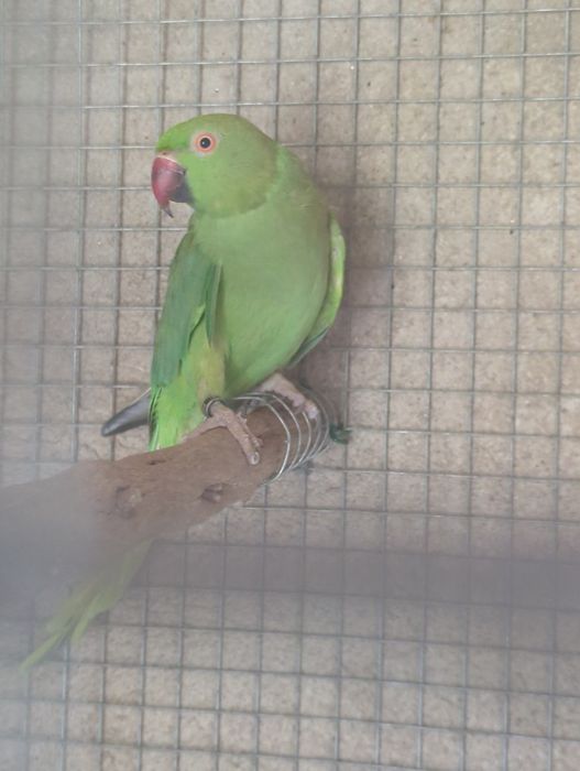 Casal Ring necks para vender