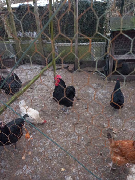 Jaja lęgowe AUSTROLOP czarny