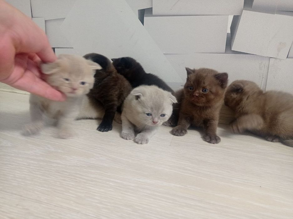 Шотланське висловухі кошенята