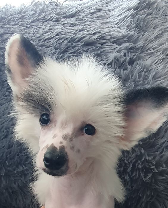 Перспективна гола дівчінка чекає найкращу родину. Родовід КСУ,чіп