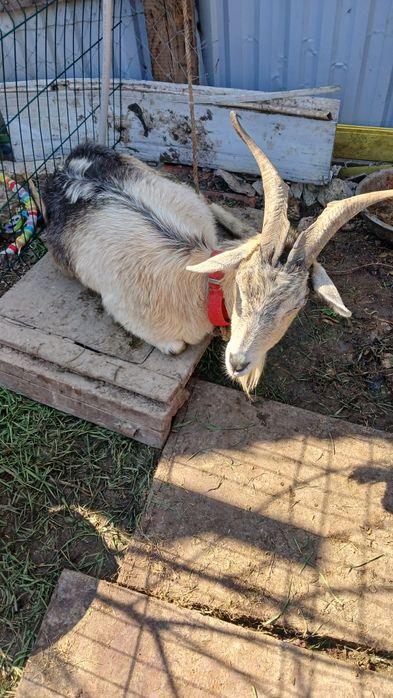 Продаю кіз ,1300