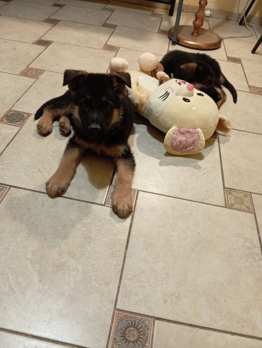 Щенки немецкой овчарки