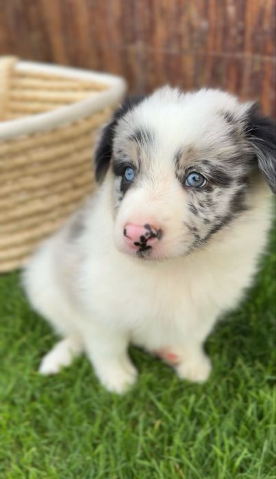 Border collie blue merle suczka