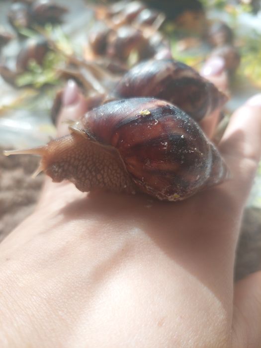 Улитка Ахатина трехгодичные