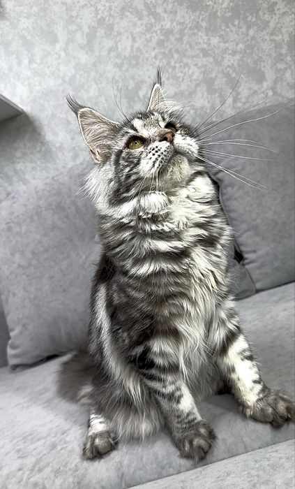 Дівчинка чорний мармур на сріблі