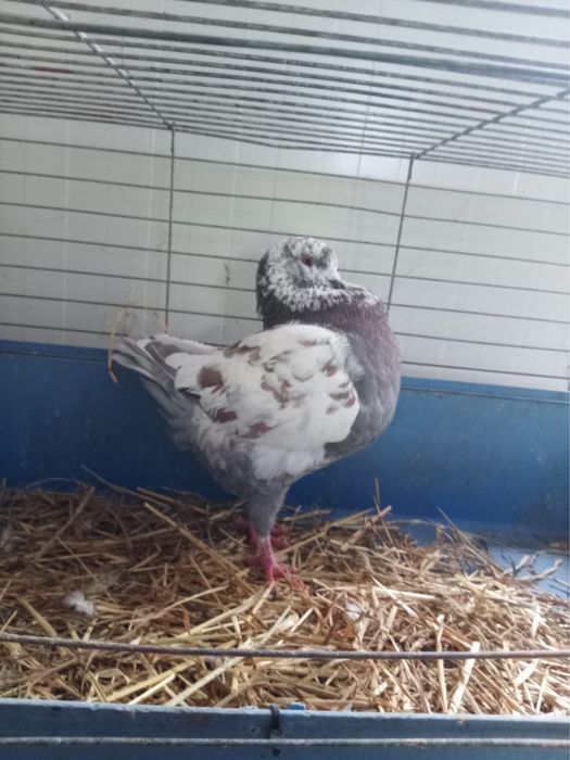 Gołębie King samce