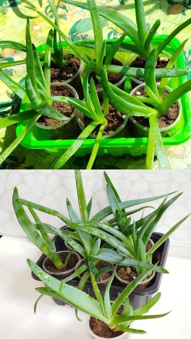 Алоэ Вера лечебное. Настоящее