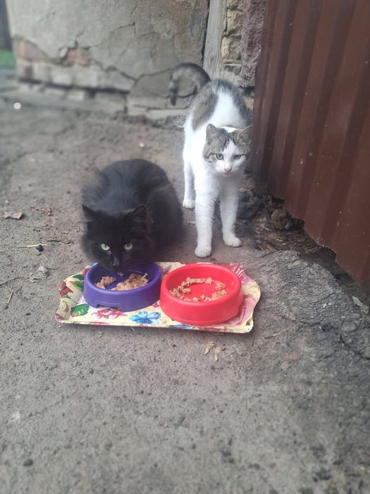 Кішка та котик в добрі руки