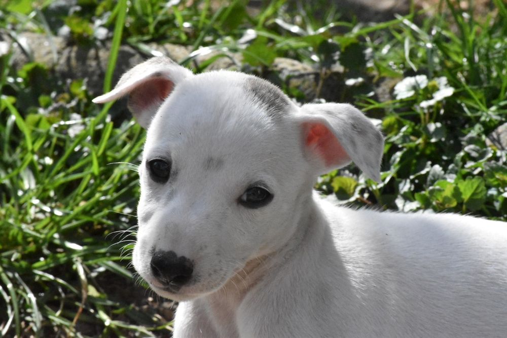 Chart angielski whippet suczka ZKwP FCI