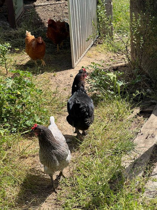 Ovos de galinhas felizes
