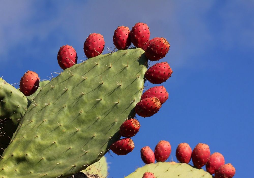 Suculenta Kalanchoe Aranto Mãe de Milhares Bryophyllum Daigremontianum