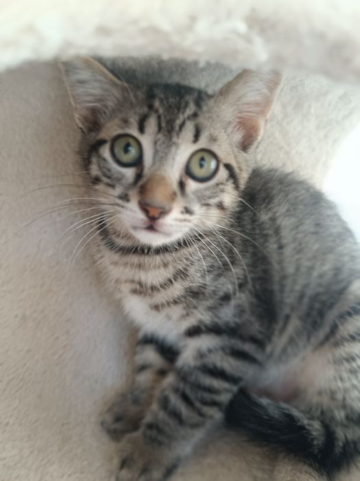 Gatinho (macho), para adoção em Viseu