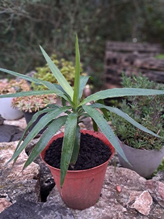Yuca, Yucca (Iúca),Yucca gigantea