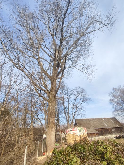 Wycinka drzew Usługi Leśne i Ogrodnicze