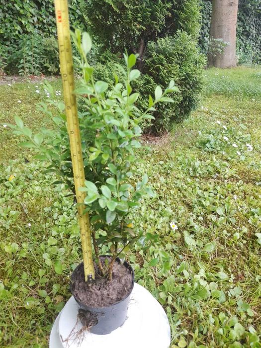 BUKSZPAN krzew, - wysokość średnia około 25 cm plus