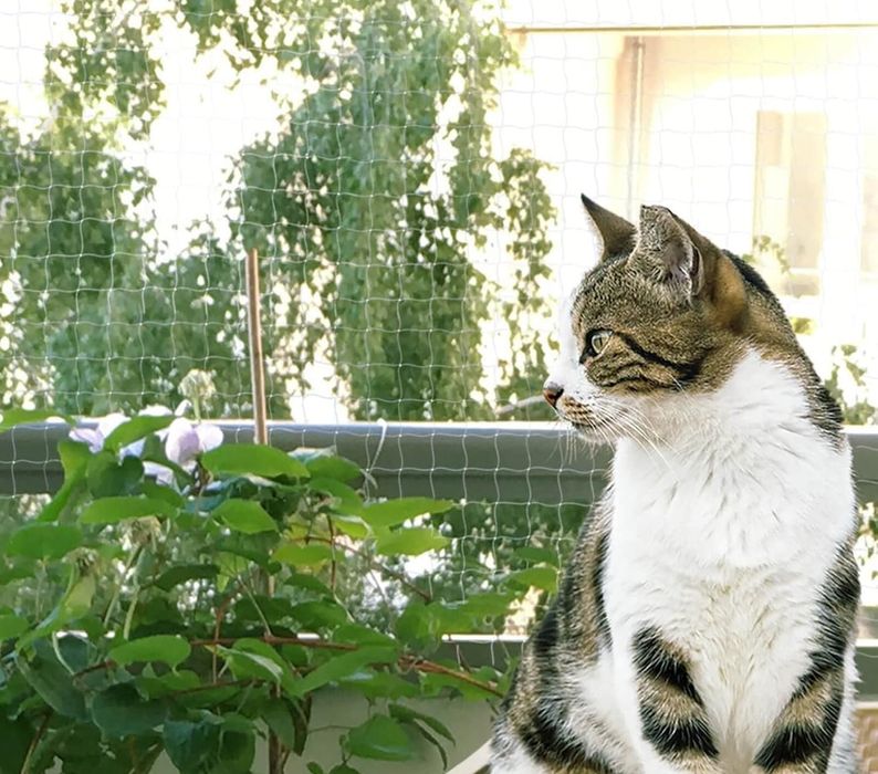 Siatka Ochronna Kot Balkon Okno 5x5m Przezroczysta Bez Wiercenia