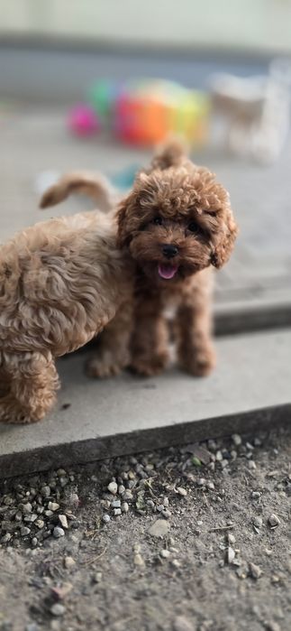 Cavapoo /maleńka dziewczynka