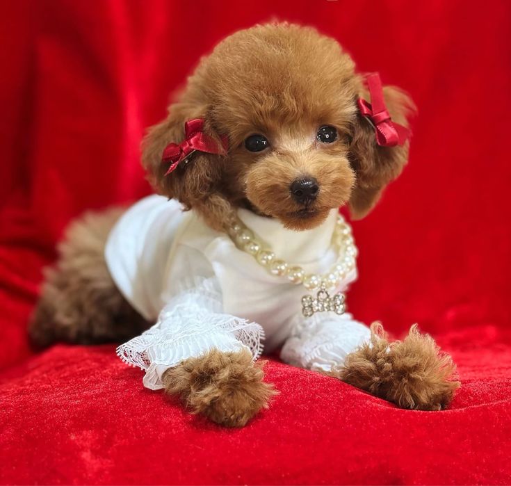 Той пудель,крошечная девочка!