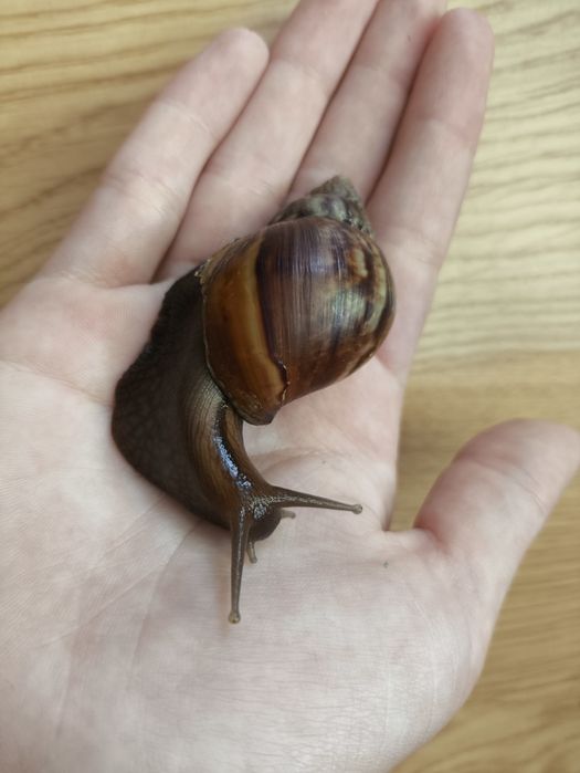 Равлики Ахатини, 1 та 5 років